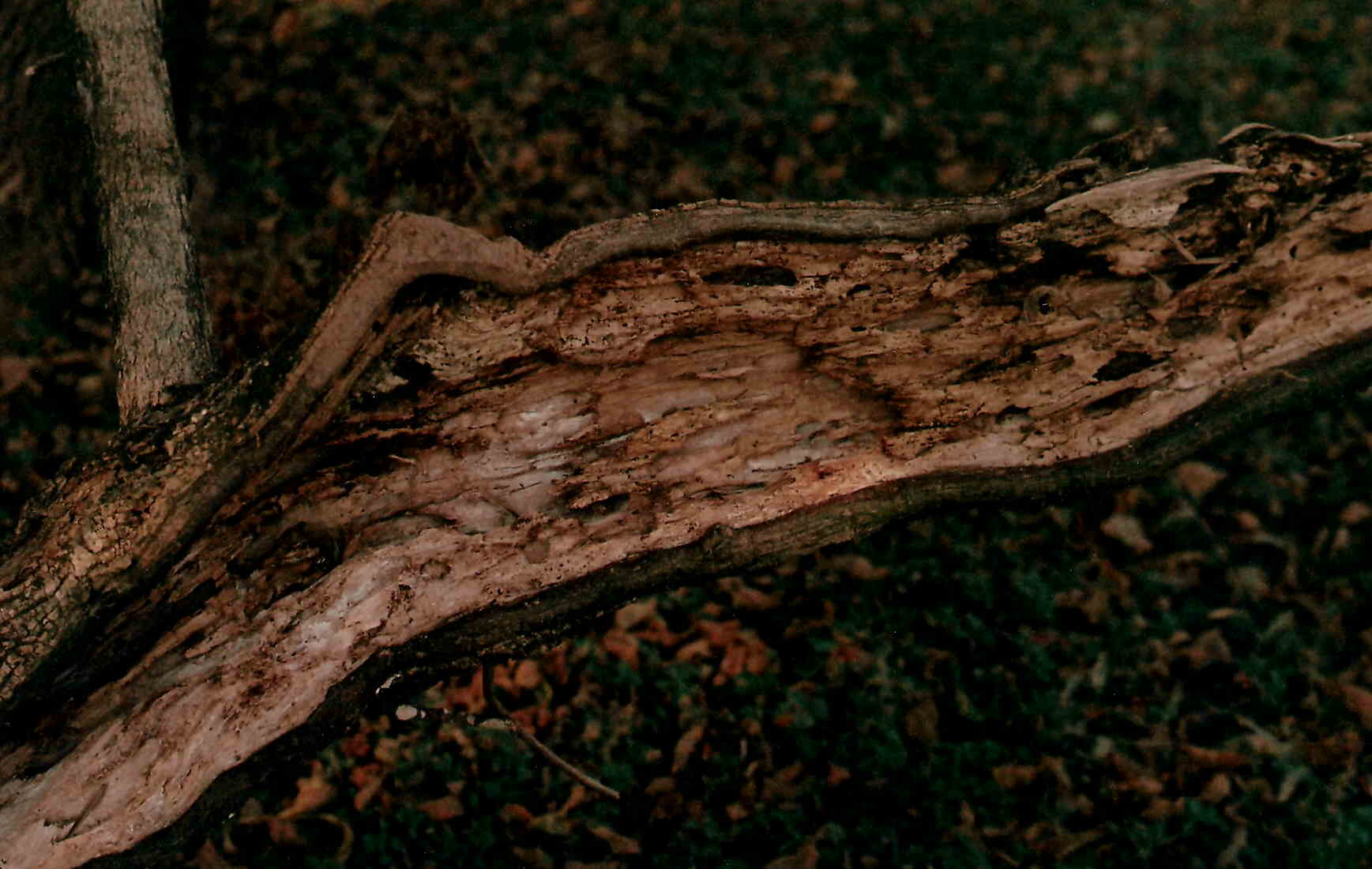 INDWELLING DECAY 10-13.JPG?1397522199628